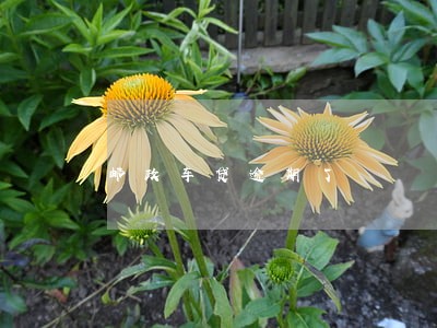 邮政车贷逾期了 邮政车贷逾期了