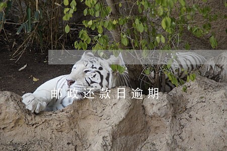 邮政还款日逾期 邮政还款日逾期
