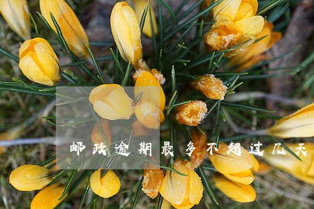 邮政逾期最多不超过几天 邮政逾期最多不超过几天