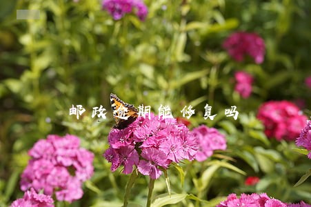 邮政逾期能修复吗 邮政逾期能修复吗