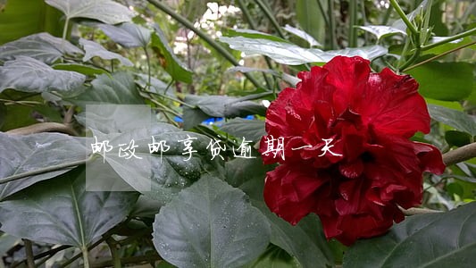 邮政邮享贷逾期一天 邮政邮享贷逾期一天