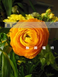 邮政银行信用卡几天逾期 邮政银行信用卡几天逾期