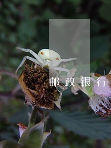 邮政银行行逾期还款会打电话吗 邮政银行行逾期还款会打电话吗