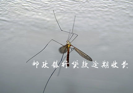 邮政银行贷款逾期收费 邮政银行贷款逾期收费