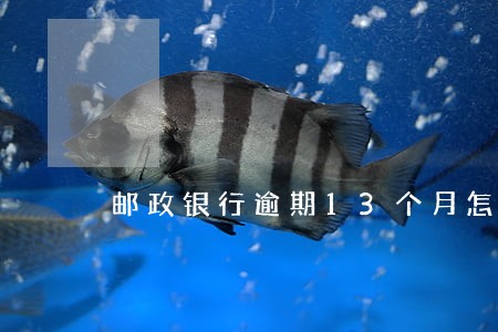 邮政银行逾期13个月怎么办