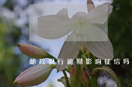 邮政银行逾期影响征信吗 邮政银行逾期影响征信吗