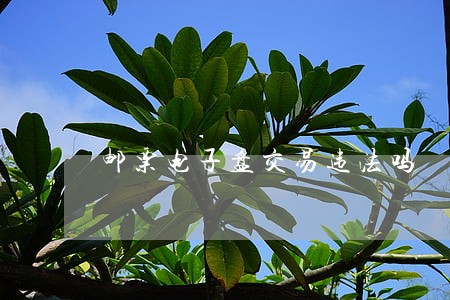 邮票电子盘交易违法吗 邮票电子盘交易违法吗