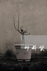 邮薪贷逾期一天第二天会扣款吗 邮薪贷逾期一天第二天会扣款吗