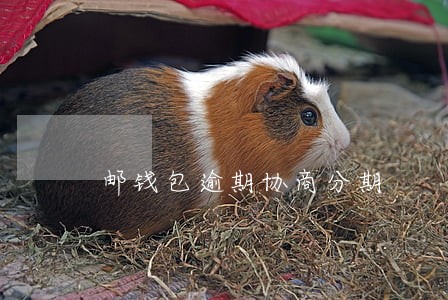 邮钱包逾期协商分期 邮钱包逾期协商分期
