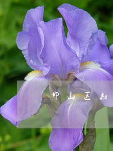邯山区知名的私人律师辩护