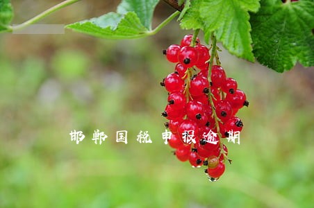 邯郸国税申报逾期 邯郸国税申报逾期