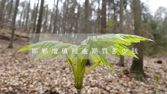 邯郸增值税逾期罚多少钱