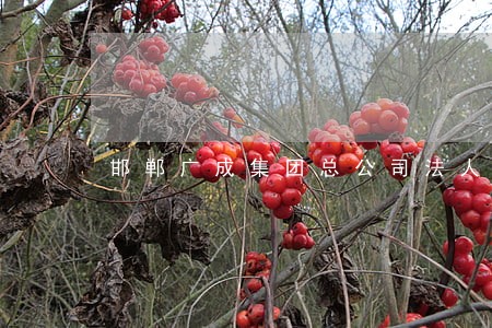 邯郸广成集团总公司法人是谁 邯郸广成集团总公司法人是谁