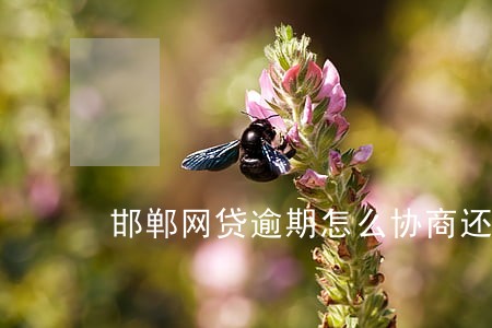 邯郸网贷逾期怎么协商还款 邯郸网贷逾期怎么协商还款