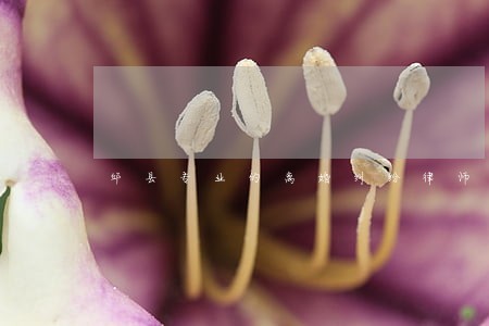 邱县专业的离婚纠纷律师事务所