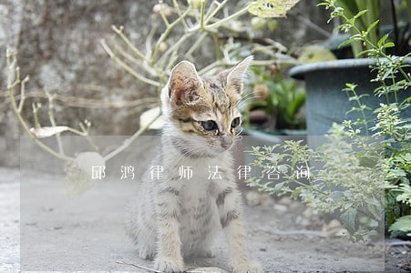 邱鸿律师法律咨询