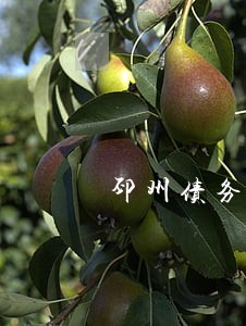 邳州债务纠纷律师找谁 邳州债务纠纷律师找谁