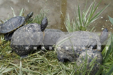 邳州地区债务合同律师免费咨询 邳州地区债务合同律师免费咨询
