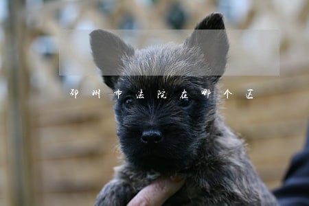 邳州市法院在哪个区 邳州市法院在哪个区