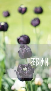 邳州当地债务合同律师咨询热线 邳州当地债务合同律师咨询热线