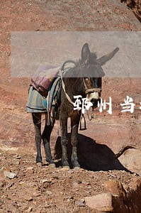 邳州当地债务纠纷律师咨询热线