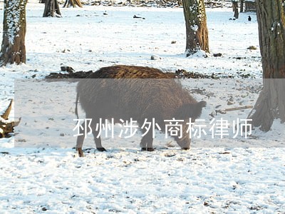 邳州涉外商标律师 邳州涉外商标律师