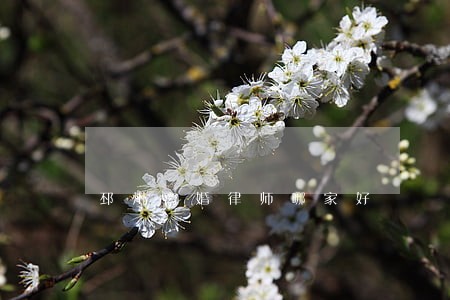 邳州离婚律师哪家好 邳州离婚律师哪家好