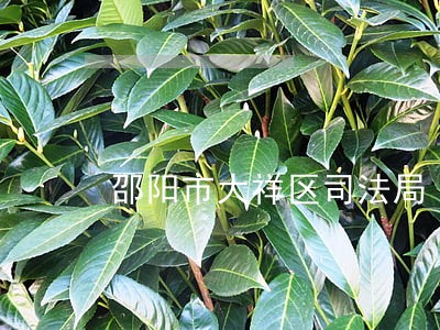 邵阳市大祥区司法局 邵阳市大祥区司法局