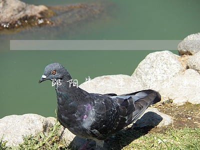 邵阳牛人违法占地违建别墅拆不下