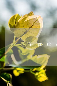 邹城股东诉讼律师 邹城股东诉讼律师