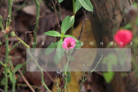 邻居之间噪音起诉律师多少钱 邻居之间噪音起诉律师多少钱