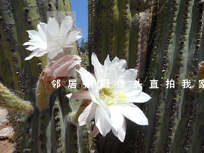 邻居用摄像头直拍我家窗户违法吗 邻居用摄像头直拍我家窗户违法吗