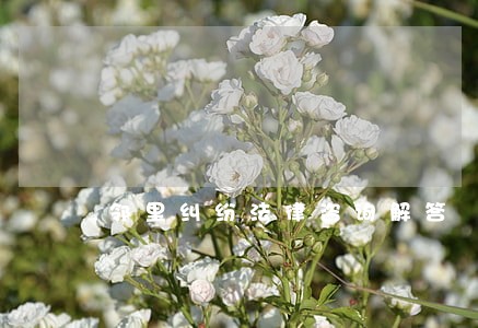邻里纠纷法律咨询解答 邻里纠纷法律咨询解答
