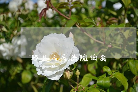郏县人民法院拍卖 郏县人民法院拍卖