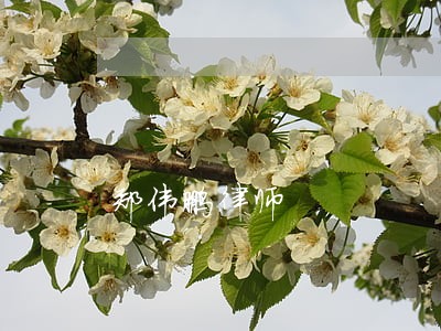 郑伟鹏律师 郑伟鹏律师