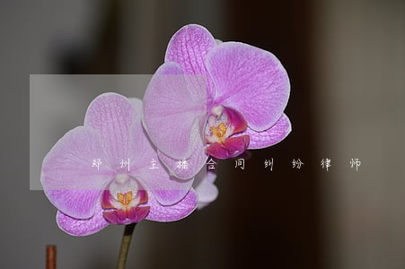 郑州主播合同纠纷律师 郑州主播合同纠纷律师