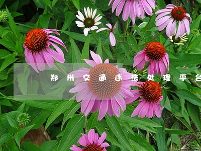 郑州交通违法处理平台 郑州交通违法处理平台