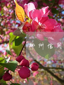 郑州信用卡逾期失效 郑州信用卡逾期失效