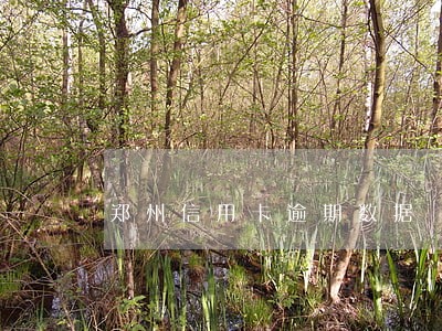 郑州信用卡逾期数据 郑州信用卡逾期数据