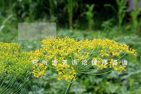 郑州债务诉讼律师咨询 郑州债务诉讼律师咨询