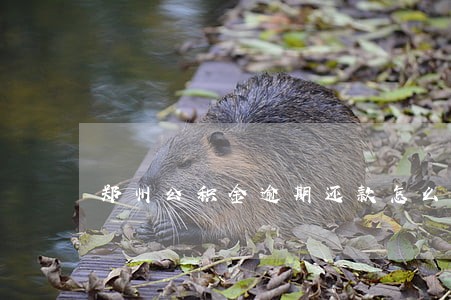 郑州公积金逾期还款怎么办 郑州公积金逾期还款怎么办