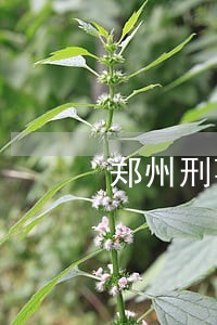 郑州刑事诉讼律师起诉费用 郑州刑事诉讼律师起诉费用
