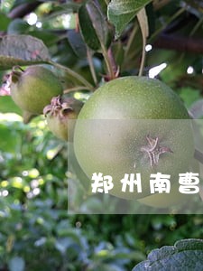 郑州南曹的法院在哪里 郑州南曹的法院在哪里