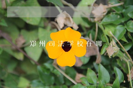 郑州司法学校在哪