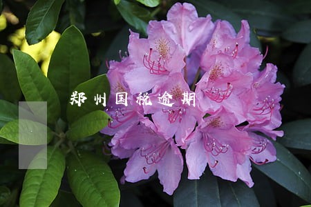 郑州国税逾期 郑州国税逾期