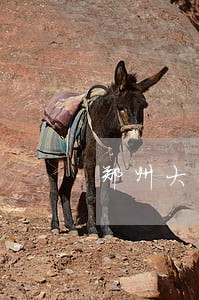 郑州大学图书逾期缴费