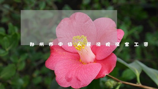 郑州市中级人民法院法官工资 郑州市中级人民法院法官工资