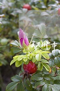 郑州市刑事起诉律师收费标准 郑州市刑事起诉律师收费标准