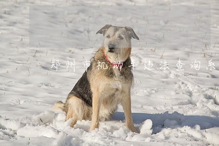 郑州市机动车违法查询系统 郑州市机动车违法查询系统