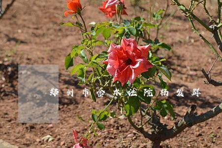 郑州市金水法院杨发群 郑州市金水法院杨发群